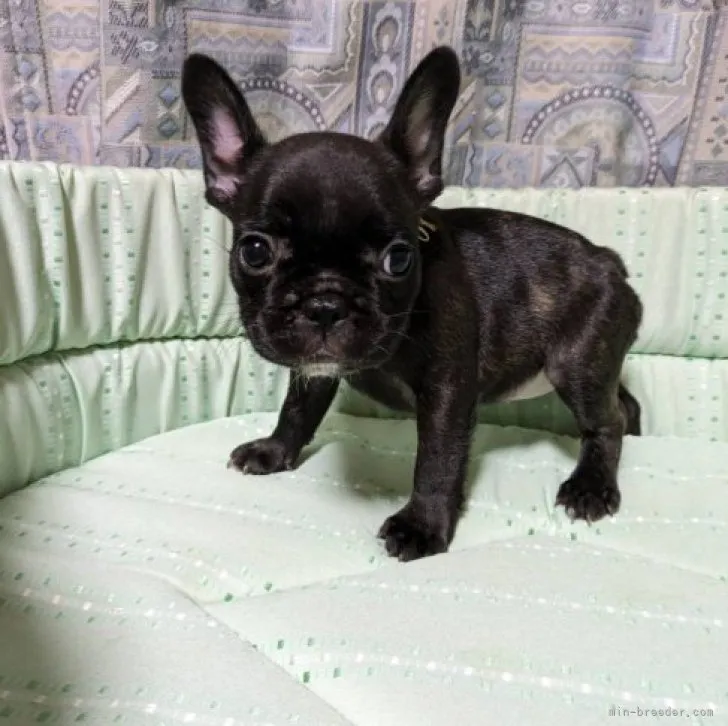 ID：2306-04477の子犬