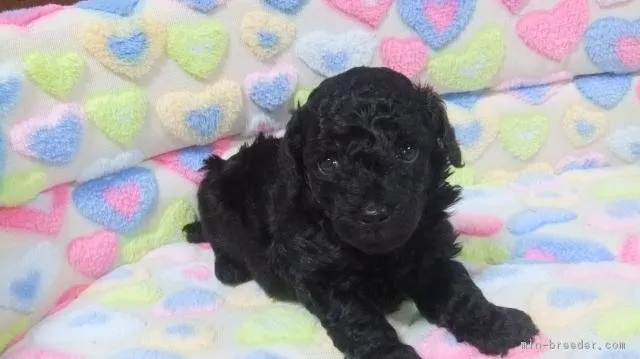 ID：1805-00473の子犬