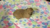 ペキニーズ【茨城県・男の子・2016年5月2日・レッド&ホワイト】の写真5