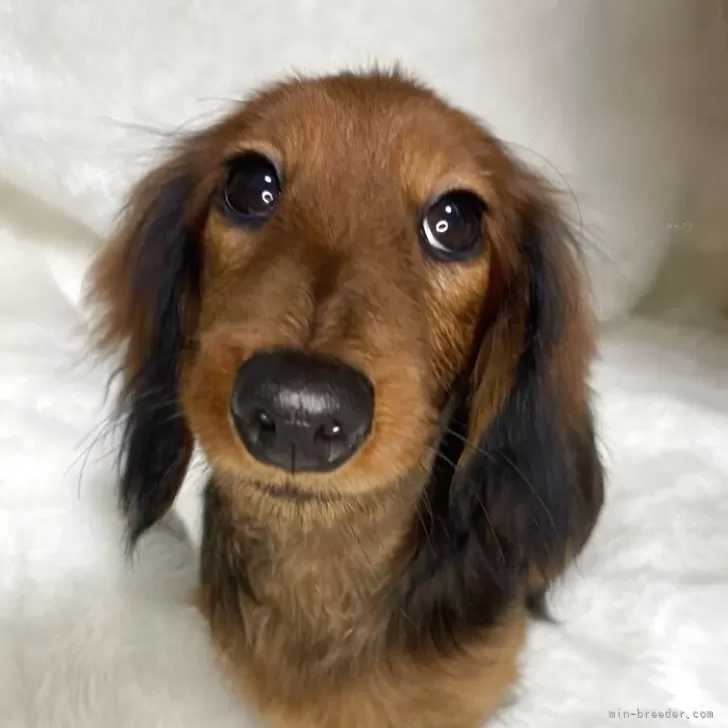 カニンヘンダックスフンド(ロング)【福岡県・女の子・2025年8月2日・レッド】の写真1