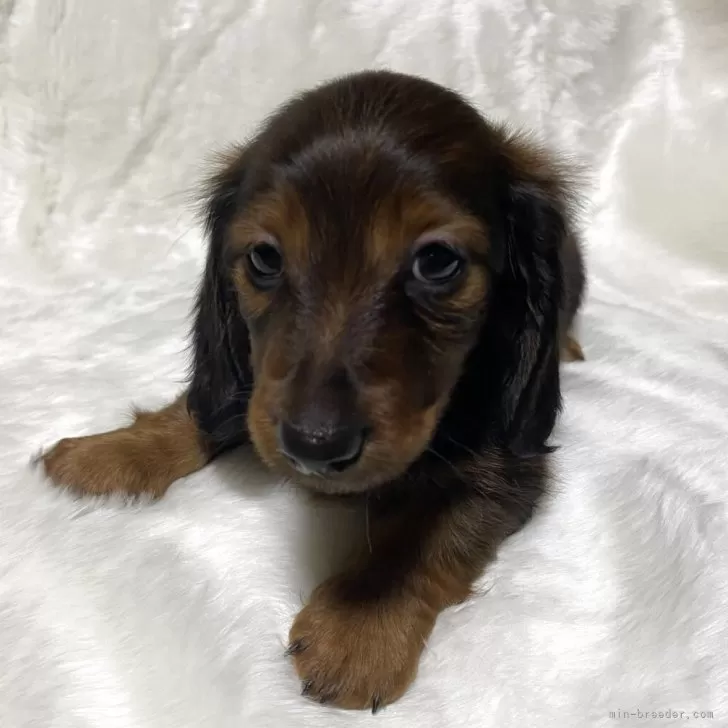 M.Ｉ 様のお迎えした子犬