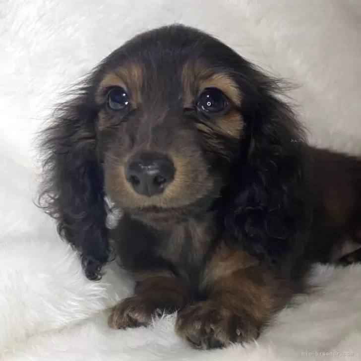 カニンヘンダックスフンド(ロング)【福岡県・女の子・2025年9月17日・レッド】の写真1