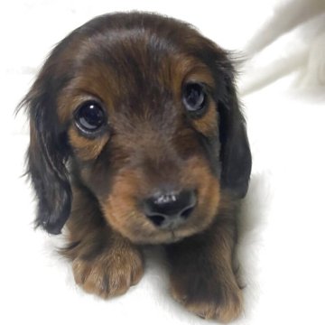 カニンヘンダックスフンド(ロング)【福岡県・女の子・2025年2月18日・レッド】の写真「ダックス専門犬者　両親:JKCチャンピオン」