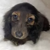 カニンヘンダックスフンド(ロング)【福岡県・女の子・2025年9月17日・レッド】の写真3