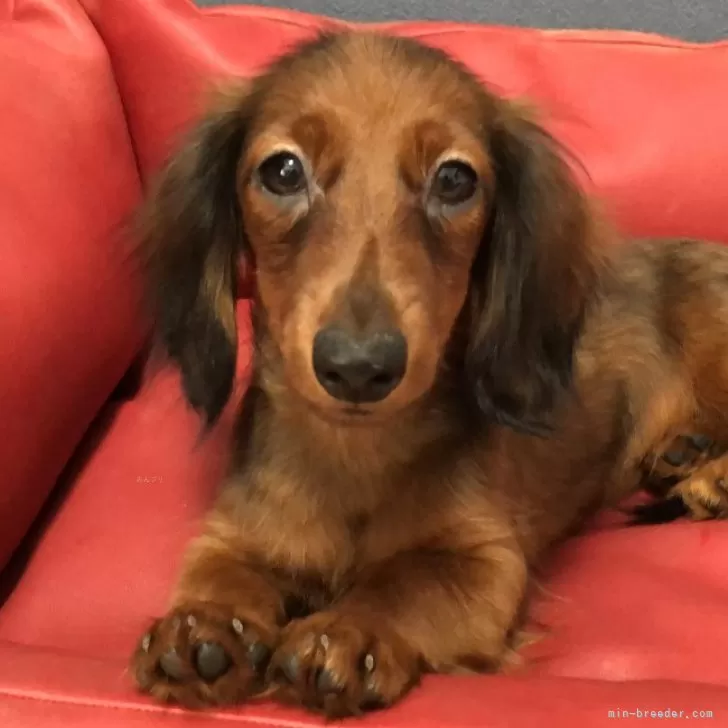 ID：2409-04378の子犬