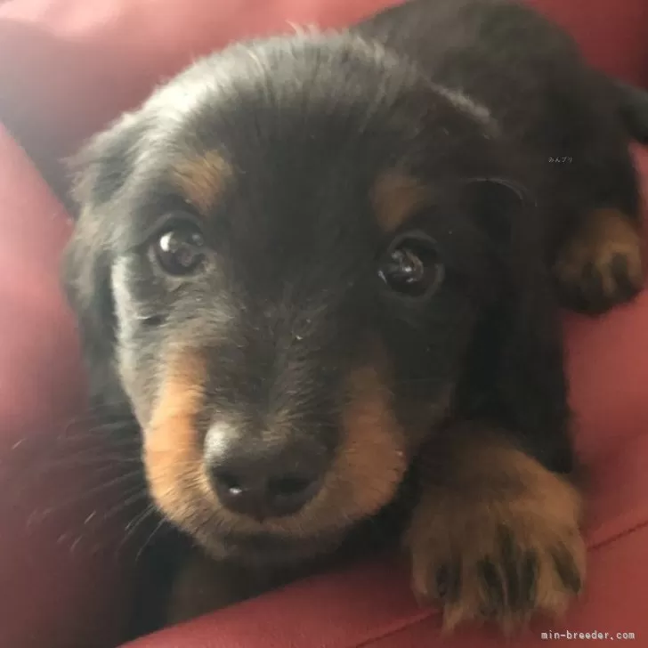 ID:2403-06998の子犬