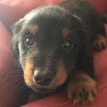 カニンヘンダックスフンド(ロング)【福岡県・男の子・2024年2月13日・ブラック&タン】の写真「両親犬:JKCチャンピオン」