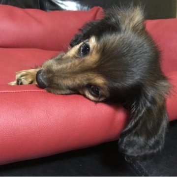 カニンヘンダックスフンド(ロング)【福岡県・男の子・2023年5月15日・レッド】の写真「父親:輸入犬 母親:JKCチャンピオン」
