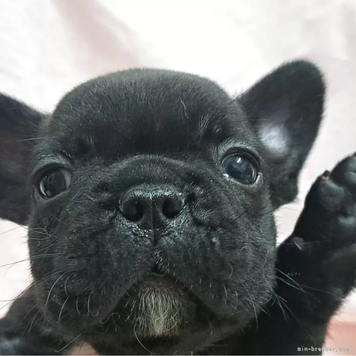 ID：2509-01610の子犬