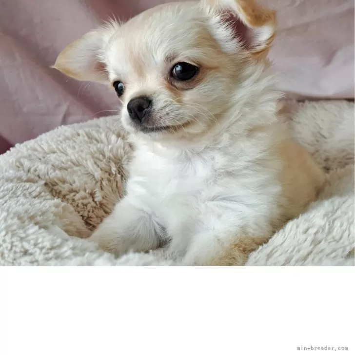 Brother  Corn 様のお迎えした子犬