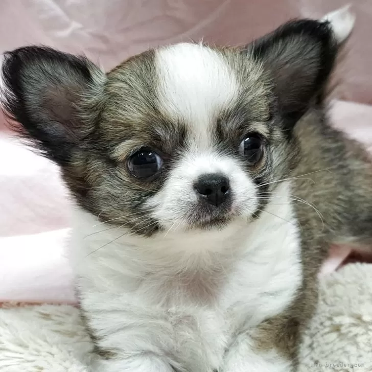 ID：2505-07649の子犬