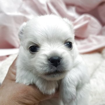 チワワ(ロング)【愛知県・男の子・2025年9月29日・クリーム】の写真「ホワイトに近いクリーム色」