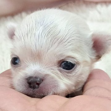 チワワ(ロング)【愛知県・男の子・2025年8月7日・クリーム】の写真「極小サイズで、絶対大きくならないタイプ｡」