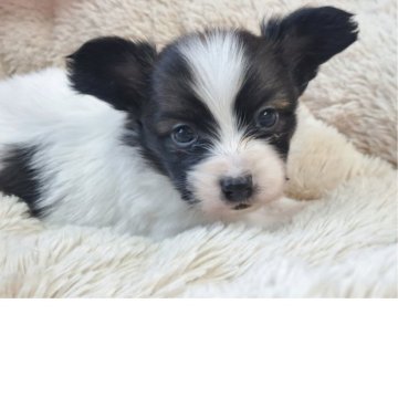 パピヨン【愛知県・男の子・2025年11月13日・ホワイト&セーブル】の写真「小ぶりで収まるお姫様」