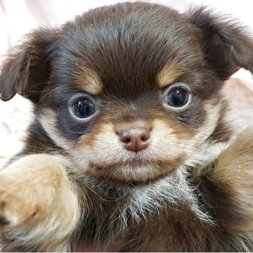 チワワ(ロング)【愛知県・女の子・2025年10月23日・チョコレート、タン】の写真「ムチムチボディーの、お姫様」