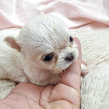 チワワ(ロング)【愛知県・男の子・2025年8月7日・クリーム】の写真「極小サイズで、絶対大きくならないタイプ｡」