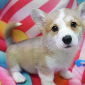 ウェルシュ・コーギー・ペンブローク【愛知県・男の子・2025年10月18日・レッド&ホワイト】の写真「綺麗なカラーのイケメン君」