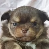 チワワ(ロング)