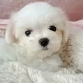 マルチーズ