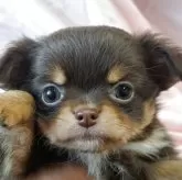 チワワ(ロング)