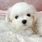 マルチーズ