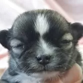 チワワ(ロング)