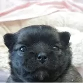 チワワ(ロング)