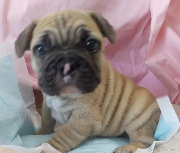 ID：2010-03525の子犬
