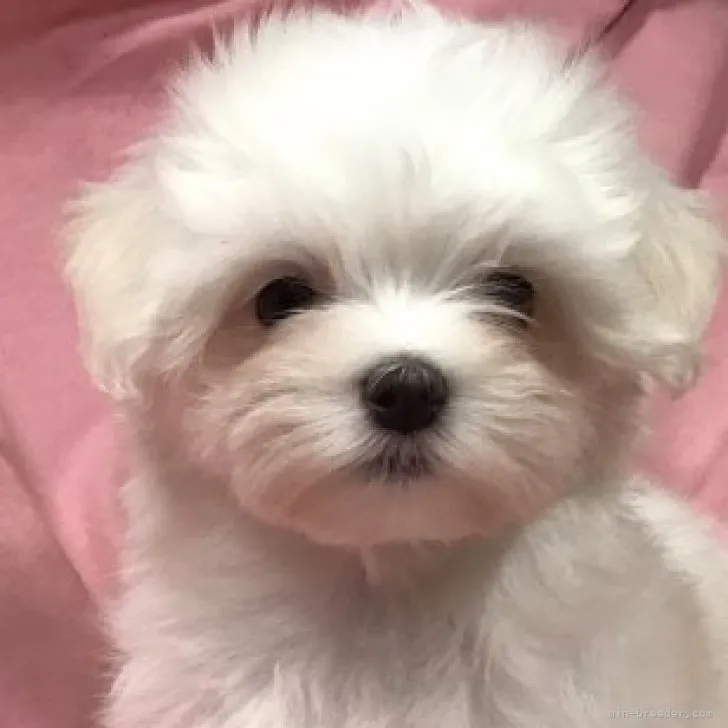 ID：2303-03189の子犬