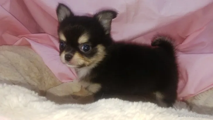 ID：1909-02315の子犬