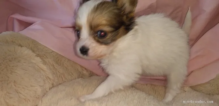 ID：2102-03094の子犬