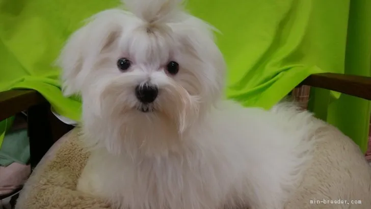 ID：2008-00794の子犬