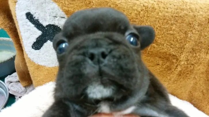 ID：1605-01759の子犬