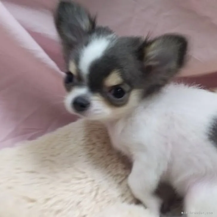 ID：2301-02783の子犬