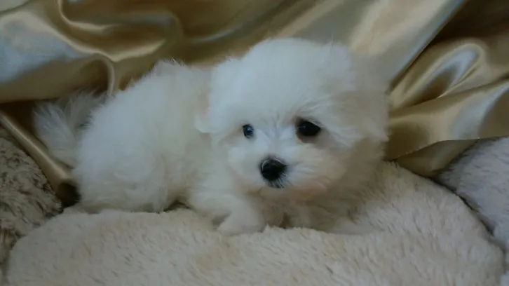 ID:1607-01274の子犬