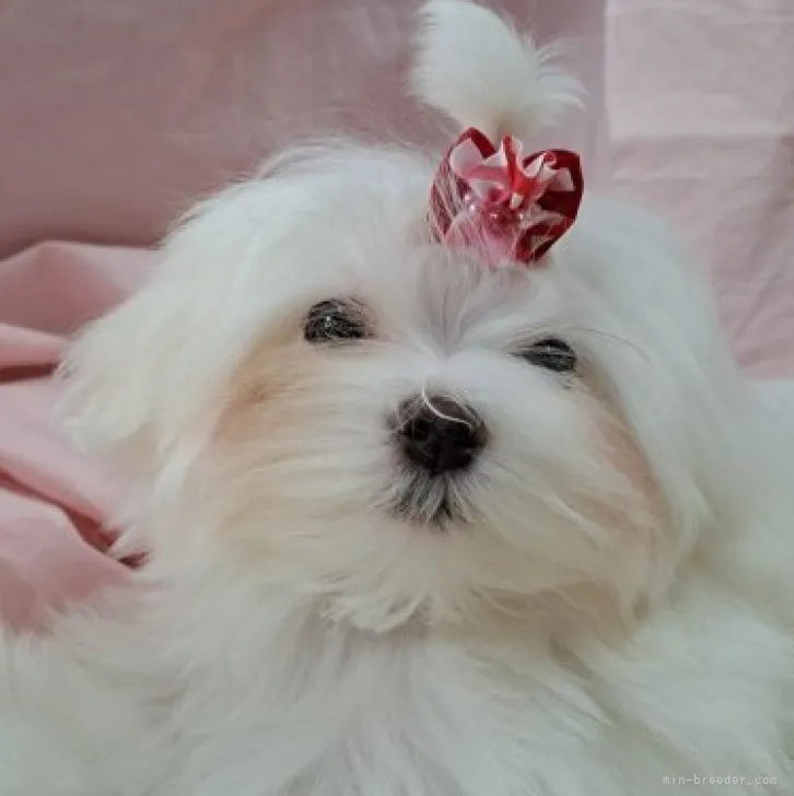 ID：2304-00072の子犬
