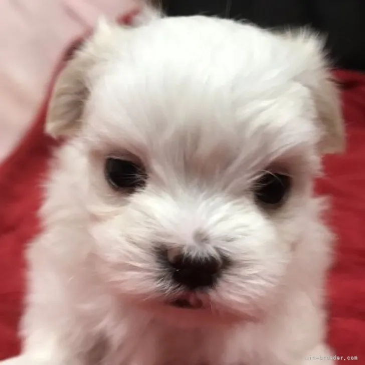 ID：2308-00861の子犬