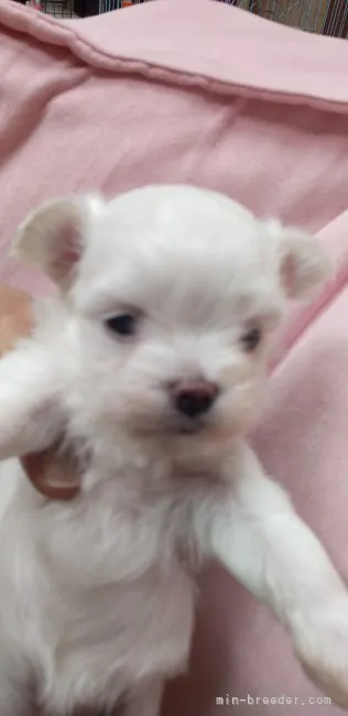 ID：2208-02028の子犬