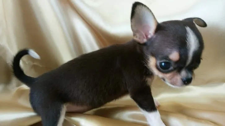 ID:1607-01263の子犬
