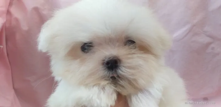 ID:2109-03578の子犬