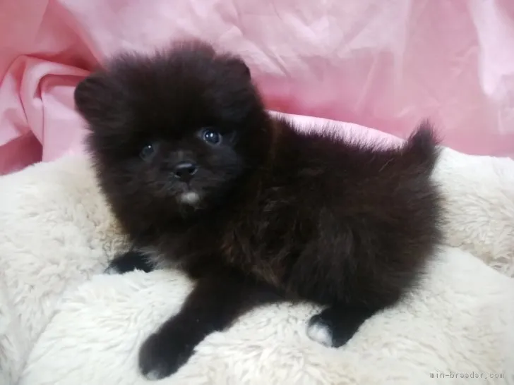 ID：1708-00371の子犬