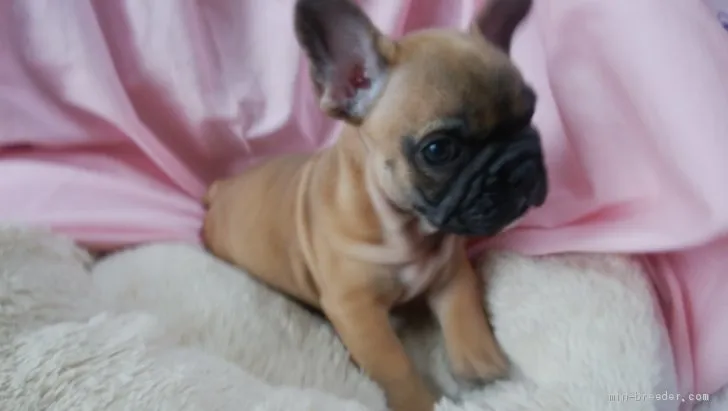 ID：2006-02136の子犬