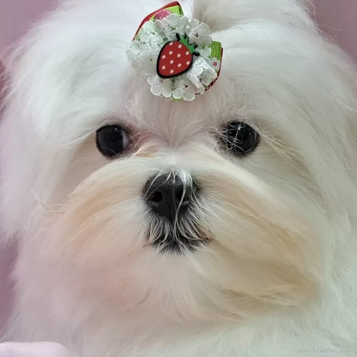 ID：2311-03832の子犬