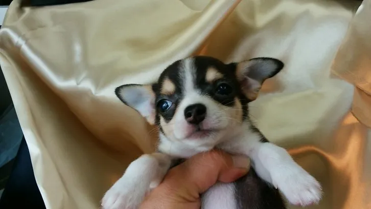 ID：1607-01258の子犬