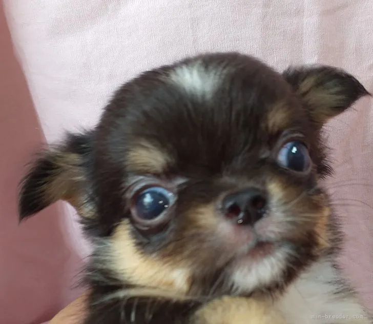 ID：2107-01147の子犬