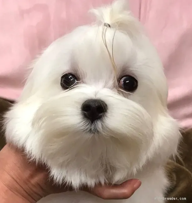 ID:2109-03735の子犬