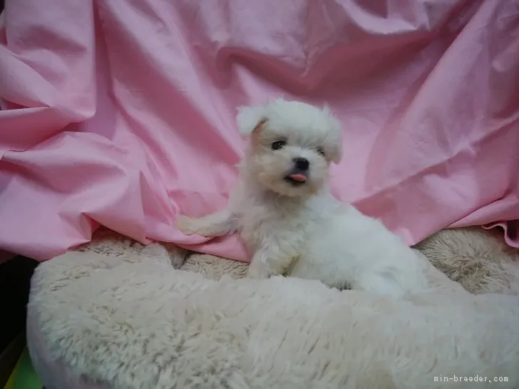 ID：1707-00981の子犬