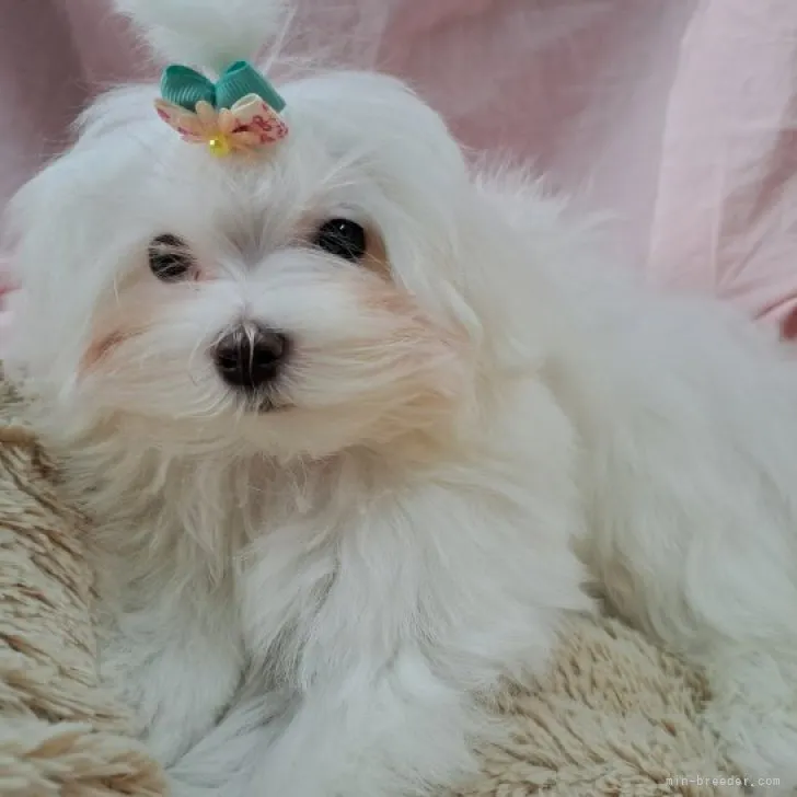 ID：2303-03187の子犬