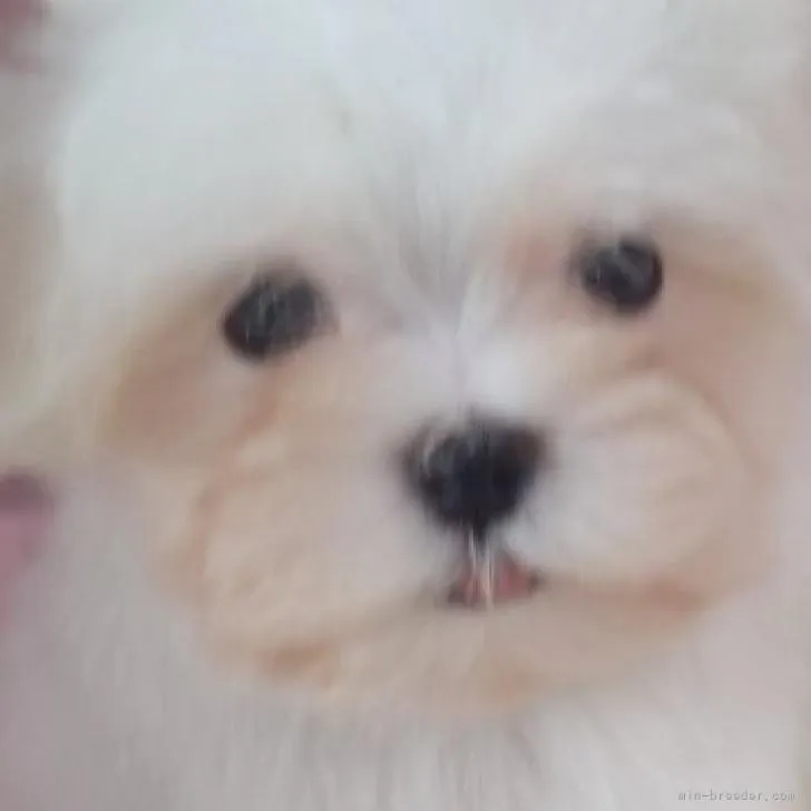 ID：2206-02527の子犬