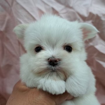 マルチーズ【愛知県・男の子・2023年3月21日・ホワイト】の写真「大人しい、ちびマルちゃん。」